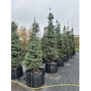 Ялиця «Конколор» 180-240 см